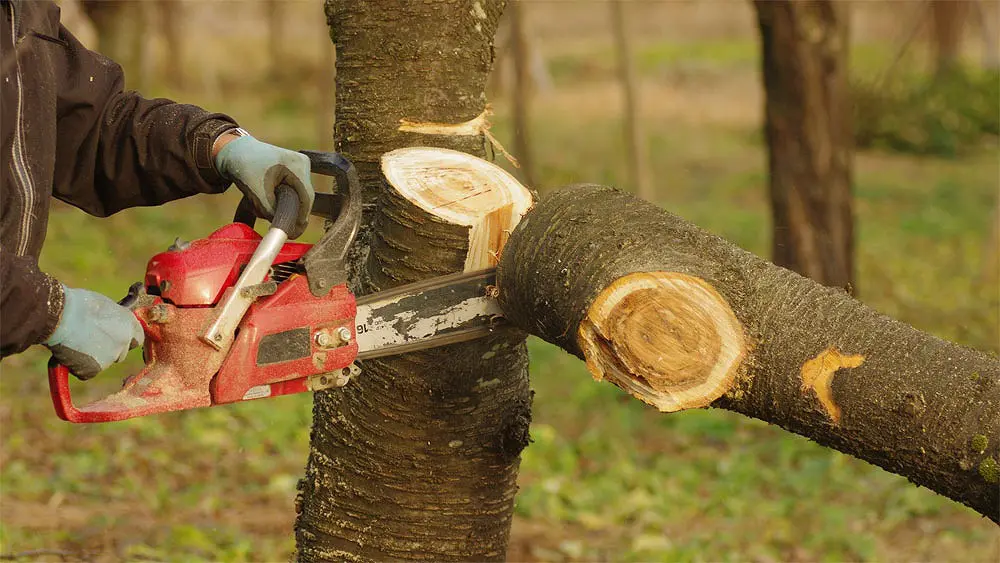 ソメイシヨシノ 樹齢16年 大型成木 約5m植木★引取限定 ソメイシヨシノ 樹齢16年 大型成木 約5m植木☆引取限定 ソメイヨシノの