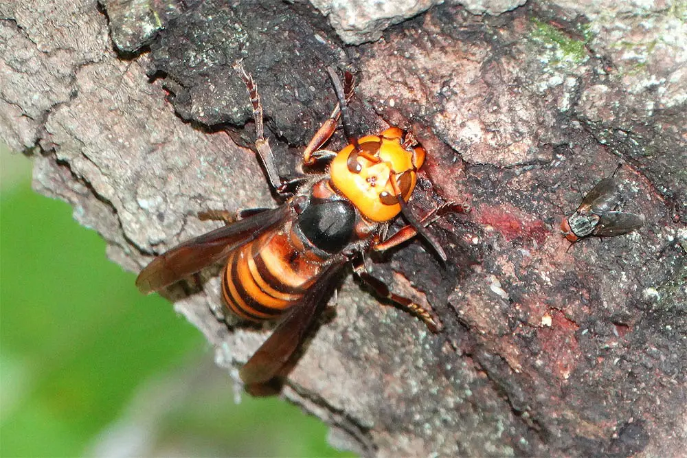 蜂の巣駆除 | 伐採ヤマトサービス｜愛知県の伐採・剪定専門業者