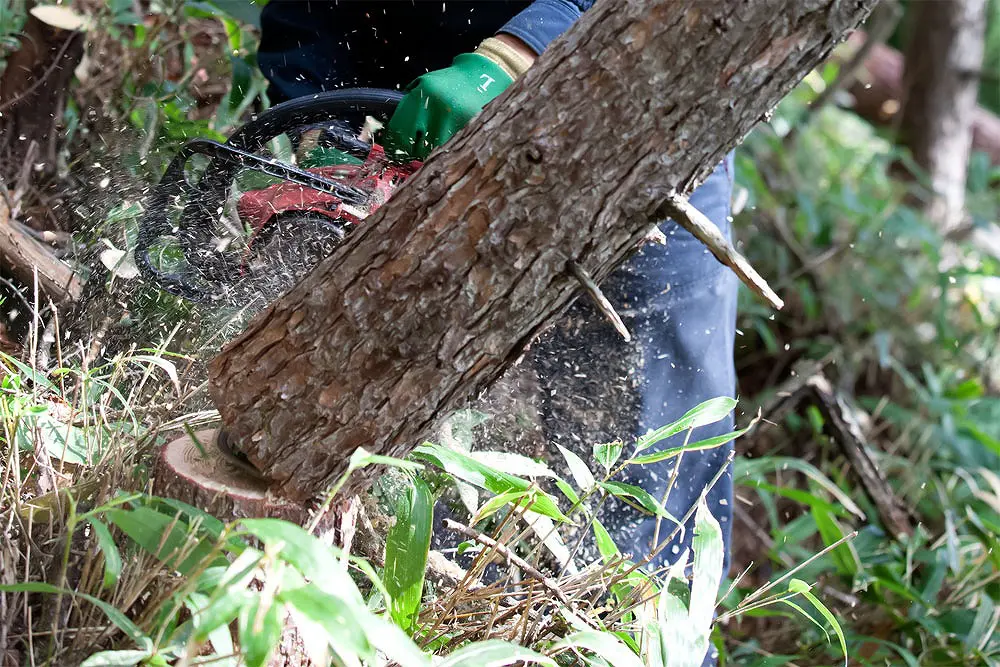雑木伐採及び処分 伐採 | 伐採ヤマトサービス｜愛知県の伐採・剪定専門業者