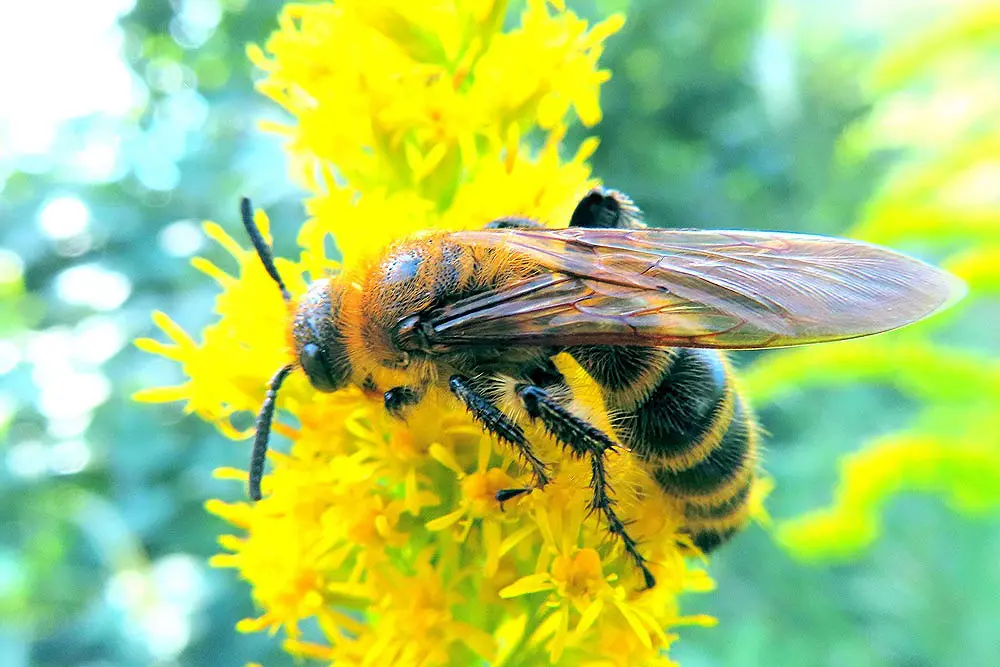 蜂の巣駆除 | 伐採ヤマトサービス｜愛知県の伐採・剪定専門業者