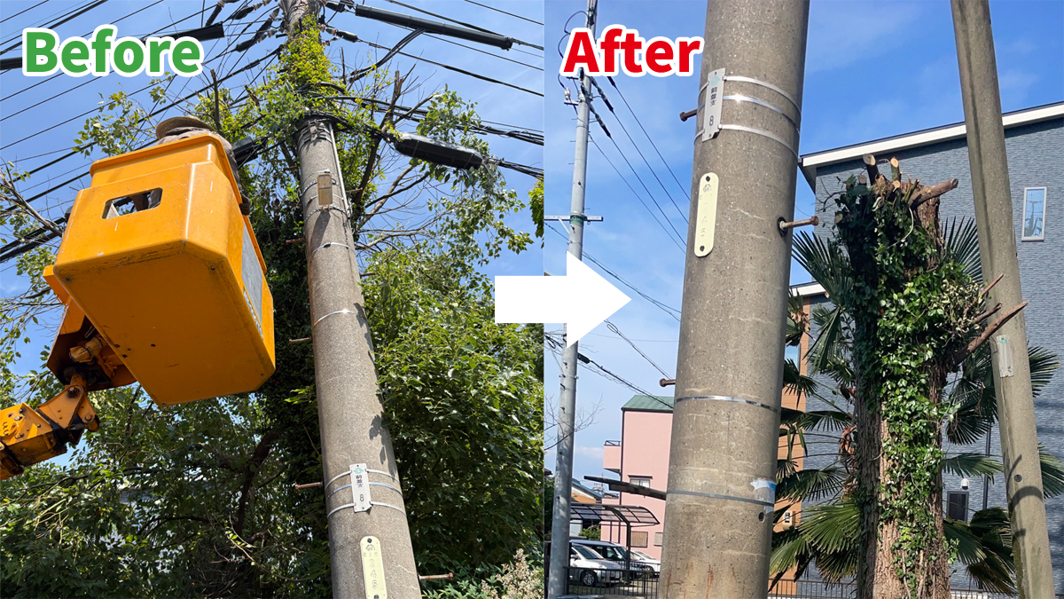 岐阜県岐阜市で電線にかかる危険木を伐採する前と後の様子