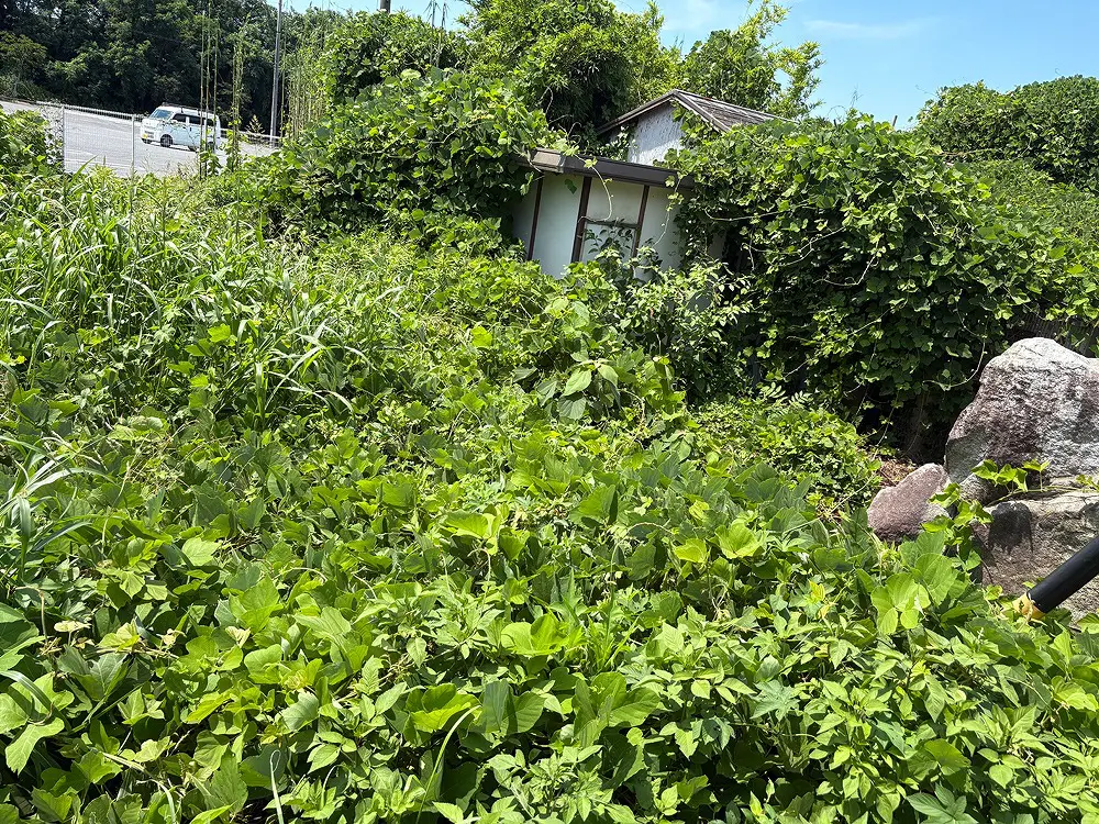 愛知県一宮市で30年放置の空き家を伐採・草刈りで整地｜施工前後の写真