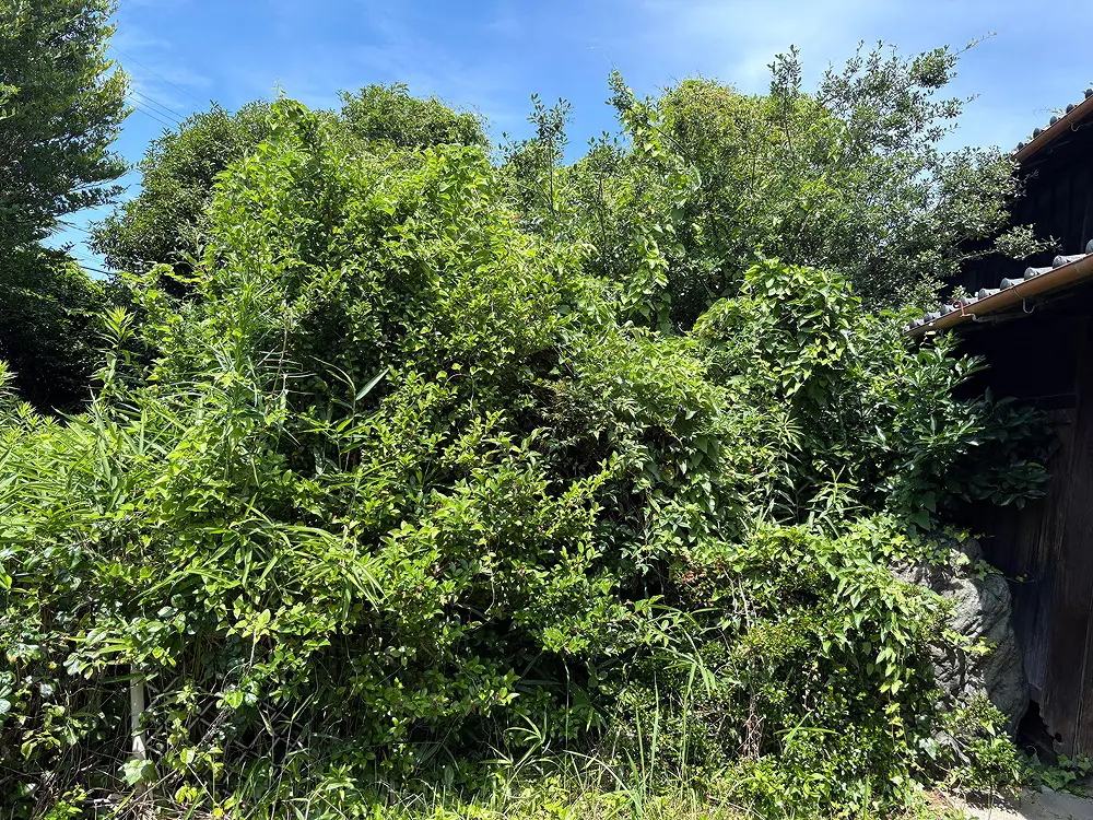 愛知県一宮市で30年放置の空き家を伐採・草刈りで整地|施工前後の写真 愛知県一宮市で30年放置の空き家を伐採・草刈りで整地|施工前後の写真