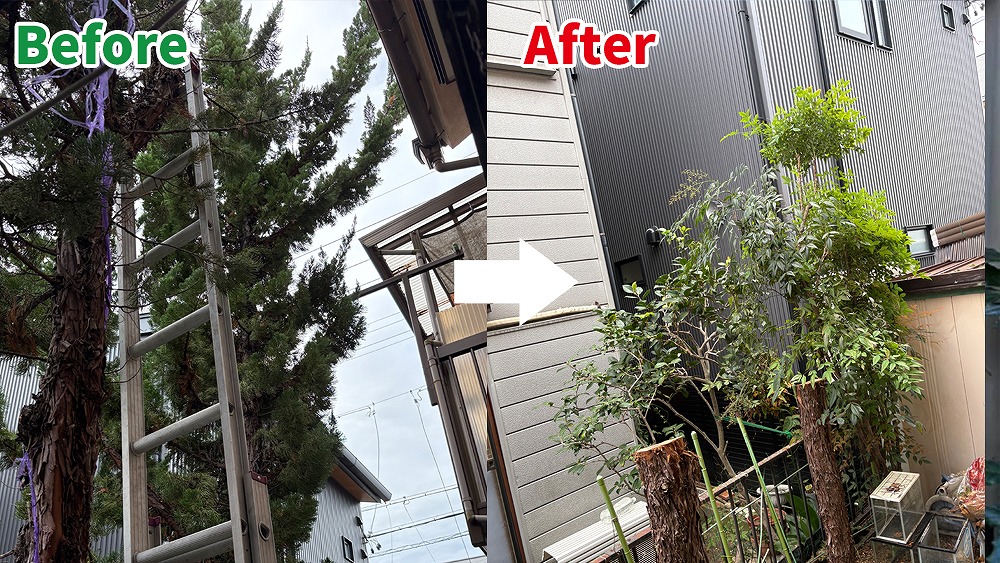 名古屋・愛知の伐採事例。屋根より高く伸びた庭木を伐採し、すっきりとしたお庭に生まれ変わったビフォーアフター写真。