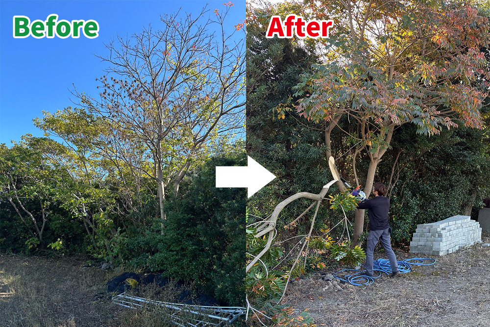 愛知県西尾市での伐採作業のビフォーアフター。Beforeは木が茂った状態、Afterでは枝を整理し見通しが良くなった様子を比較しています。