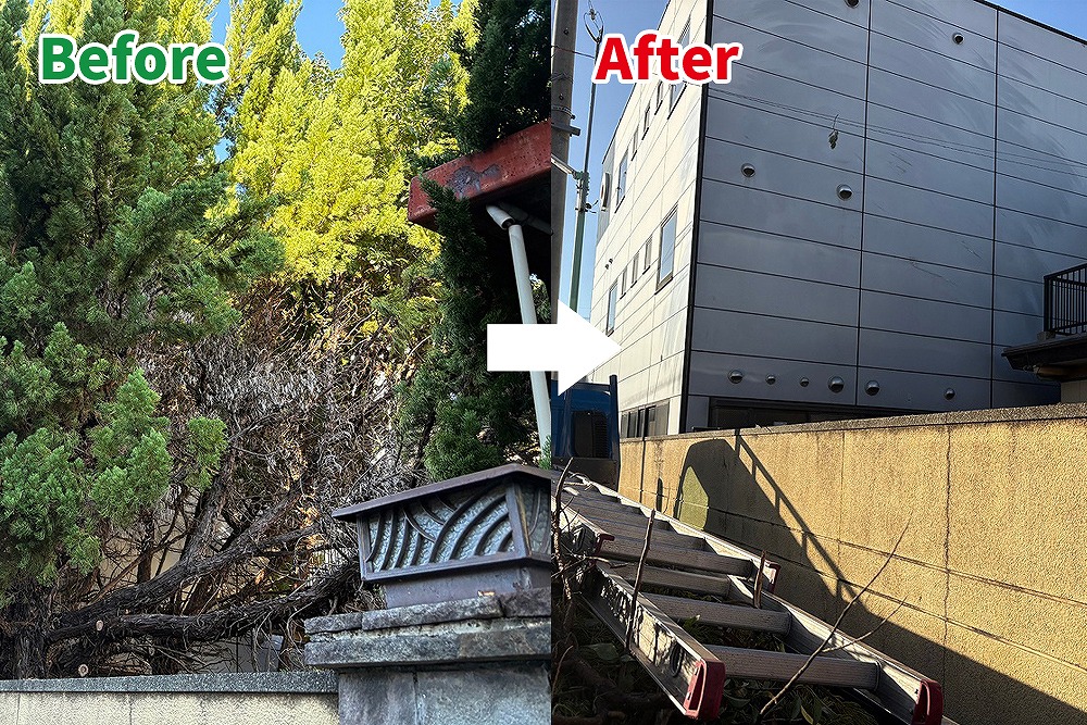 愛知県小牧市での伐採事例。Beforeは電線近くまで伸びた高木が建物を覆っている様子、Afterでは安全に伐採が完了し、壁沿いが明るくすっきりした状態。