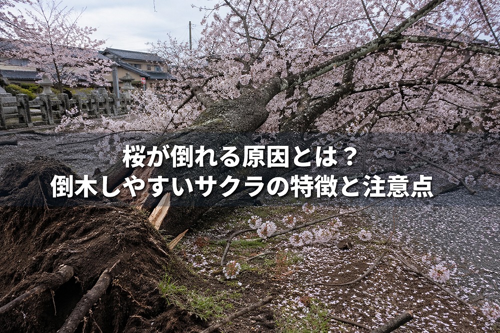 倒れた桜の木と露出した根を背景に、「桜が倒れる原因とは？倒木しやすいサクラの特徴と注意点」という白文字タイトルを重ねたアイキャッチ画像