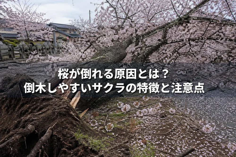 値下げ❗️山桜 サクラ 伐採 大木1本分全て　丸太　 お知らせ】令和6年9月7日 桜の木を伐採しました - 虹の風学修館