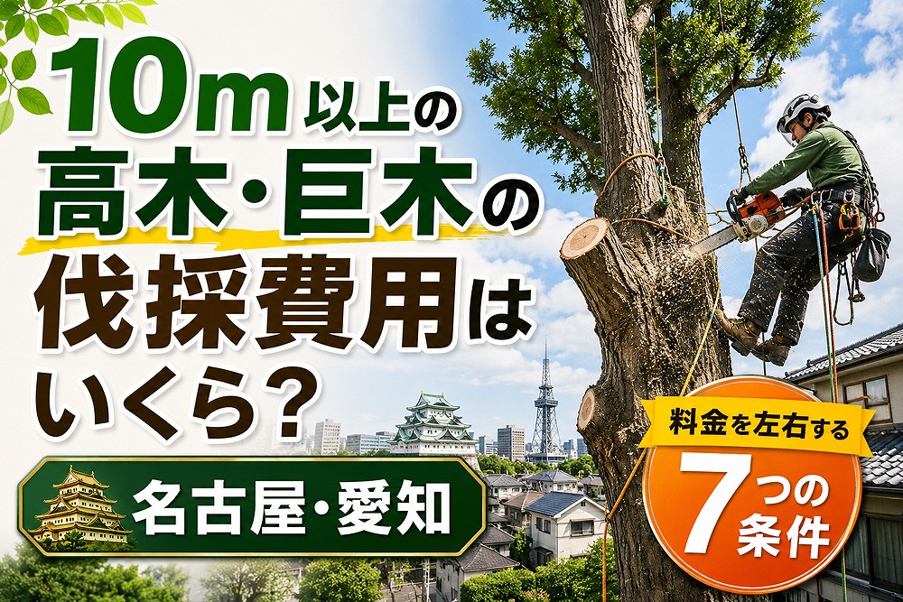 名古屋・愛知で10m以上の高木・巨木をロープとチェーンソーで伐採する作業員